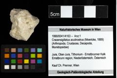 Foto (Objekt + Etiketten) von Cracensigillatus acutirostrus (Moericke, 1889)